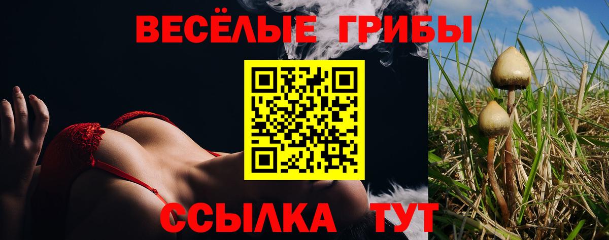 Псилоцибиновые грибы Psilocybe  Дмитров 